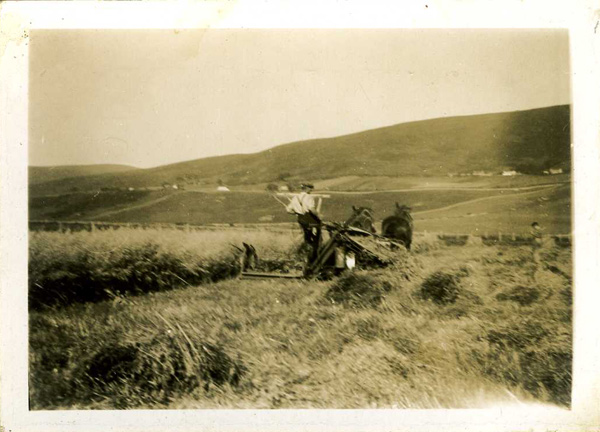 Adam Bannerman MacKenzie (Addie), grieve at Kilmote, cutting corn in the Garden Field, c1930s
