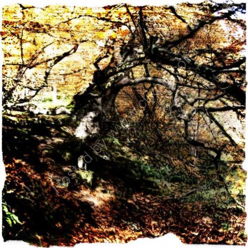 Autumn beech, Big Burn, Golspie