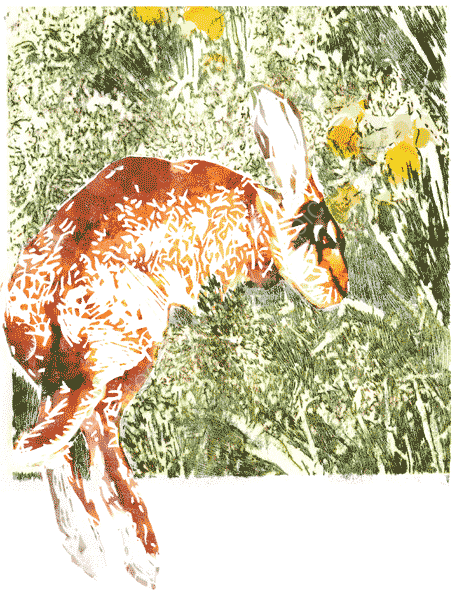 Bella among the daffodils