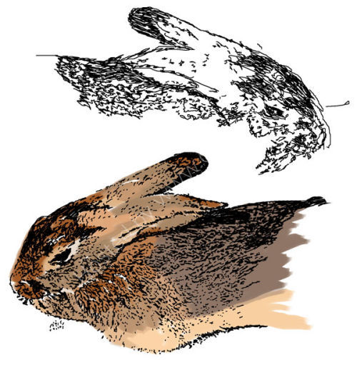 Bella drawings