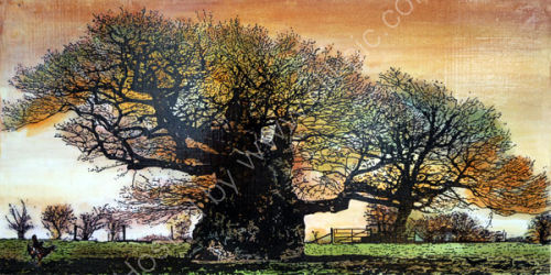 Bowthorpe oak