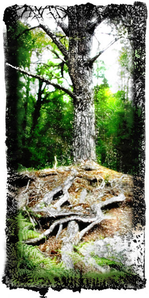 Caledonian pine, Glen Affric