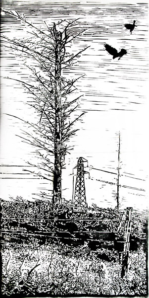 Clear felling, West Shinness