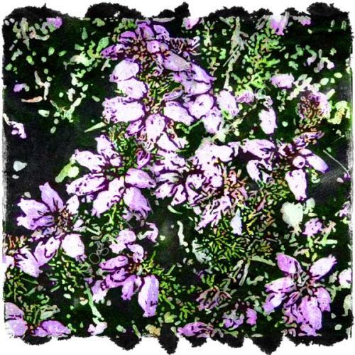 Gaelic tree alphabet
u: urr: heather