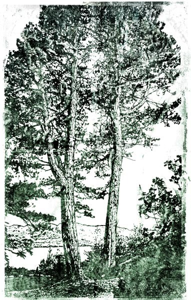 Inverewe pines