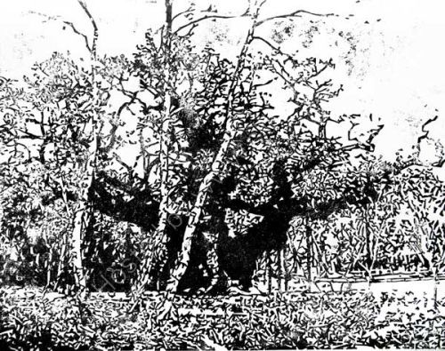 Major Oak and three birches