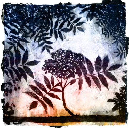 Gaelic tree alphabet
l: luis: rowan