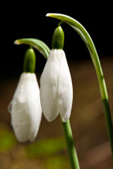 Snowdrops