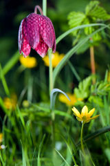 Snake's-Head Fritillary  - Fritillaria-meleagris