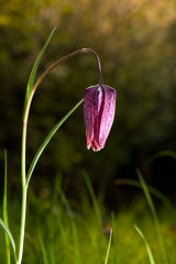 Snake's-Head Fritillary  - Fritillaria-meleagris