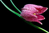 Snake's-Head Fritillary  - Fritillaria-meleagris