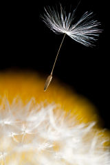 Dandelion Clock