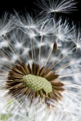 Dandelion Clock