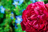 Paeony - Full on colour