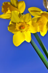 Daffodils