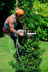 Tree Surgeon
