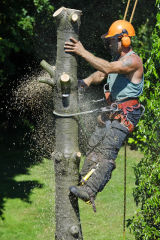 Tree Surgeon