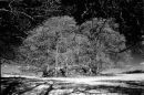 Fairy Ring