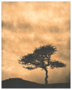 Tree #2