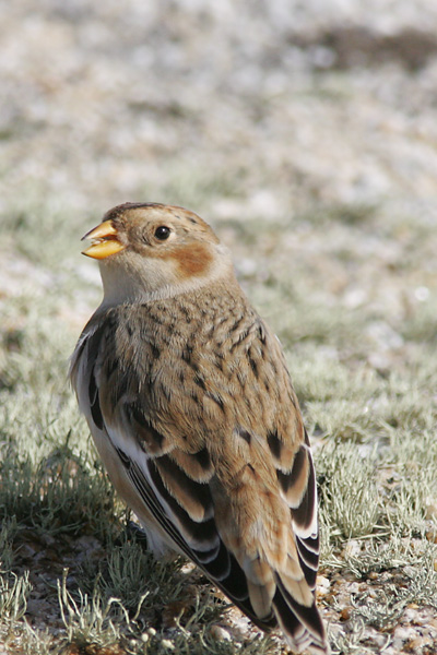 Snow Bunting