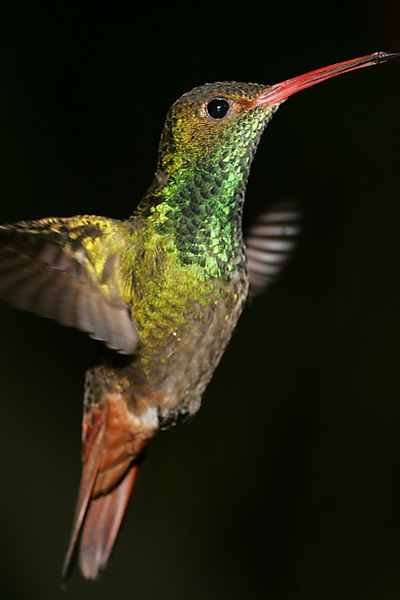 Rufous-tailed Hummingbird
