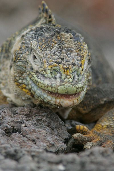 Land Iguana