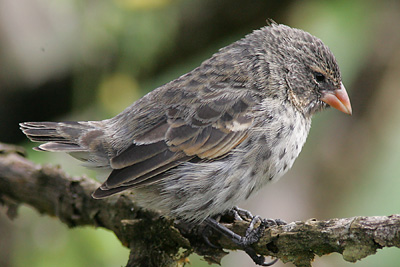 Medium Ground Finch