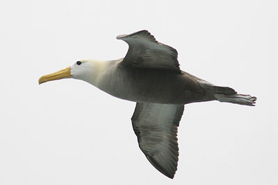 Waved Albatross