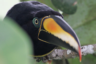 Many-banded Aracari