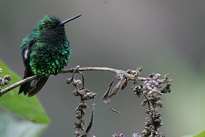 Blue-tailed Emerald, hummingbird