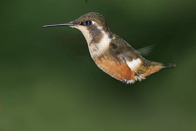 Purple-throated Woodstar, hummingbird