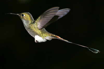 Booted Racket-tail, hummingbird