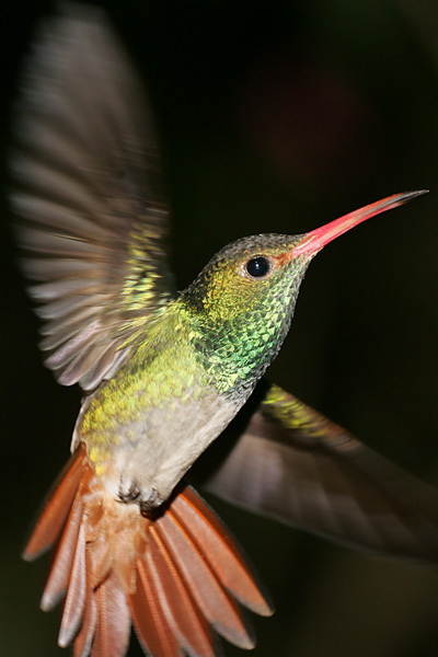 Rufous-tailed Hummingbird