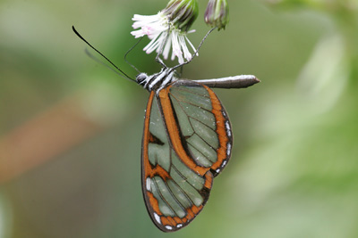 butterfly sp