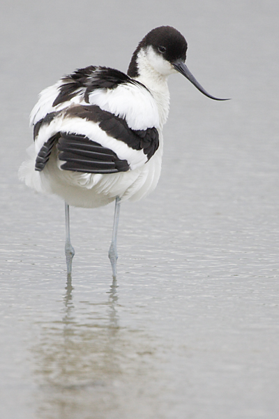 Avocet