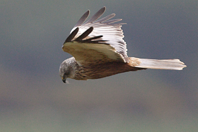 Marsh Harrier