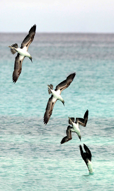 Blue-footed Booby.