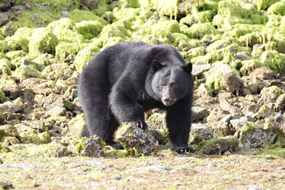 Black Bear (Ursus americanus)