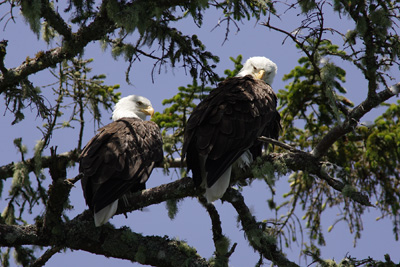 Bald Eagles (Haliaeetus leucocephalus)