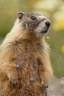 Picture of treegrrl