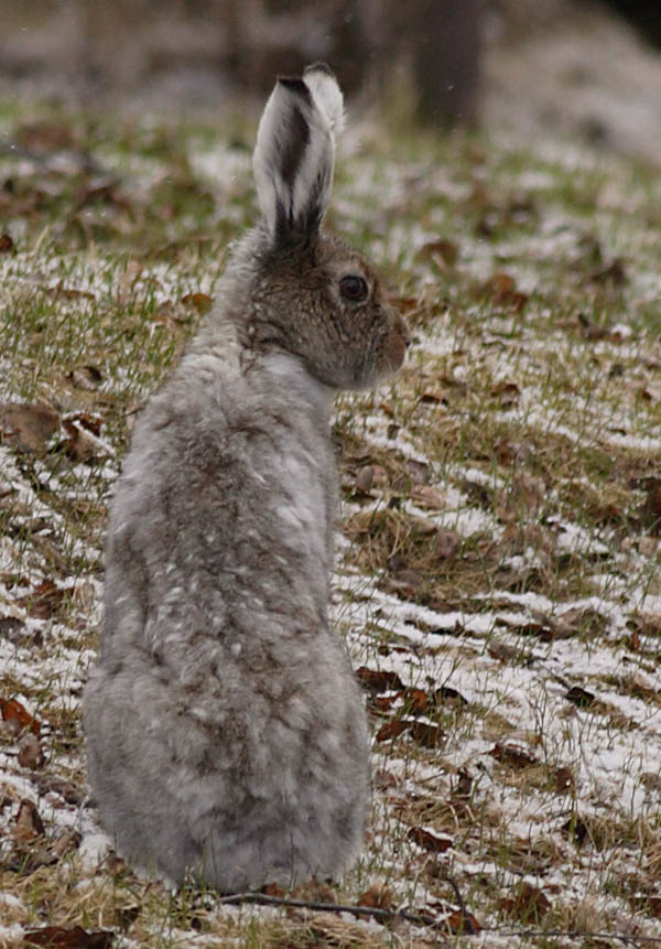 Blue (Mountain) Hare