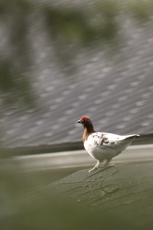 A nice garden bird!