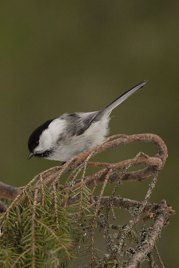 Northern race of Willow Tit
