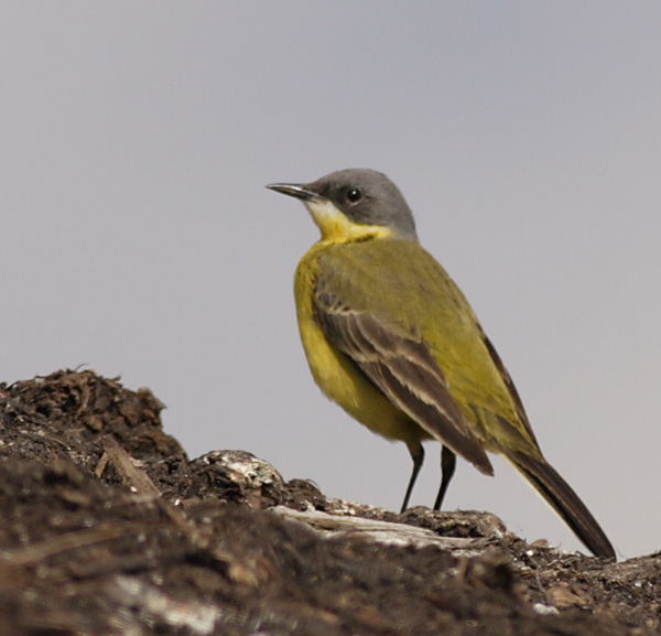 Yellow Wagtail