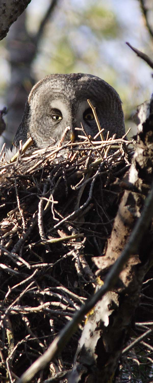 Great Grey Owl