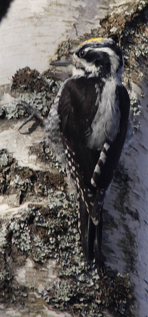 Three-toed Woodpecker