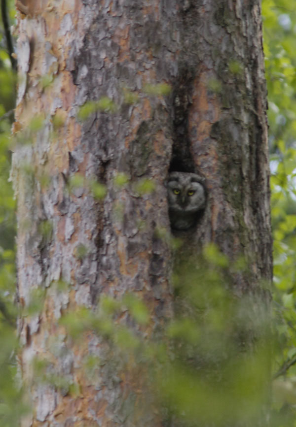 Tengmalm's Owl.