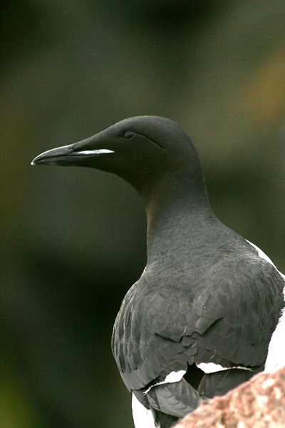 Brunnich's Guillemot