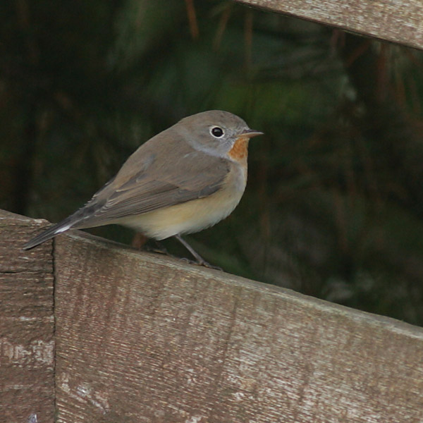 Red-breasted Flycatcher, adult male.