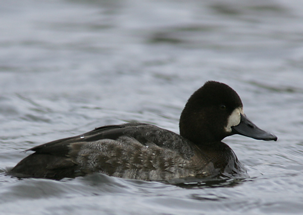 Lesser Scaup, female.